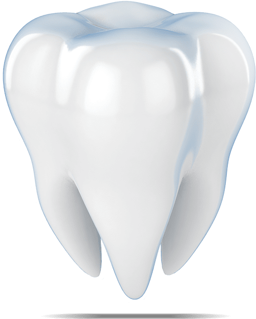 tooth model